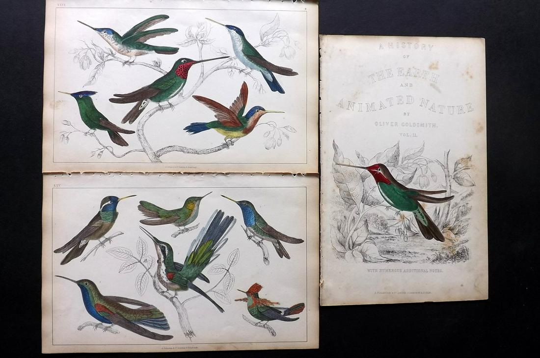 Goldsmith, Oliver 1850 Lot of 3 HC Prints. Hummingbirds (1 of 2)