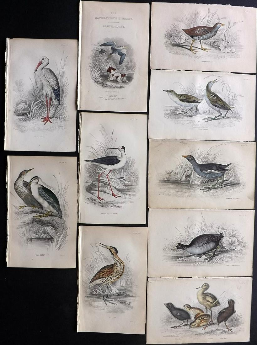Jardine, William 1837 Lot of 10 Hand Col Bird Prints (1 of 2)