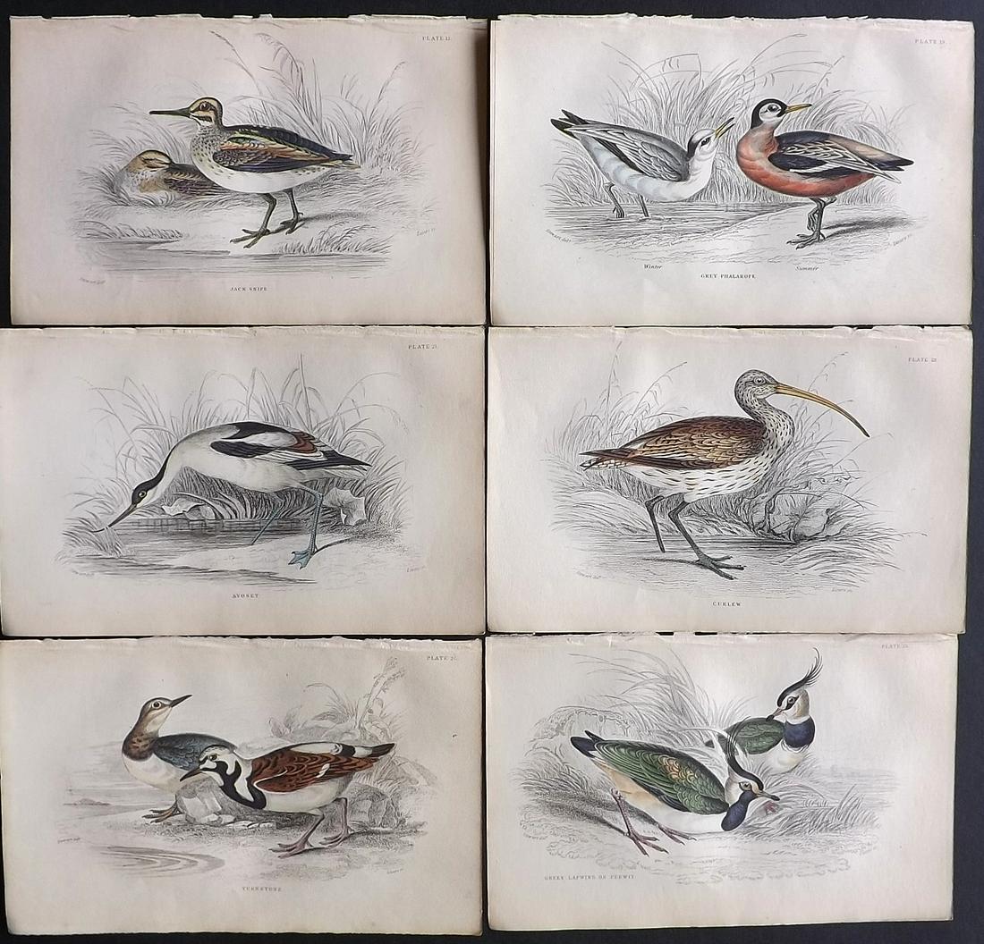 Jardine, William 1837 Lot of 6 Hand Col Bird Prints (1 of 2)