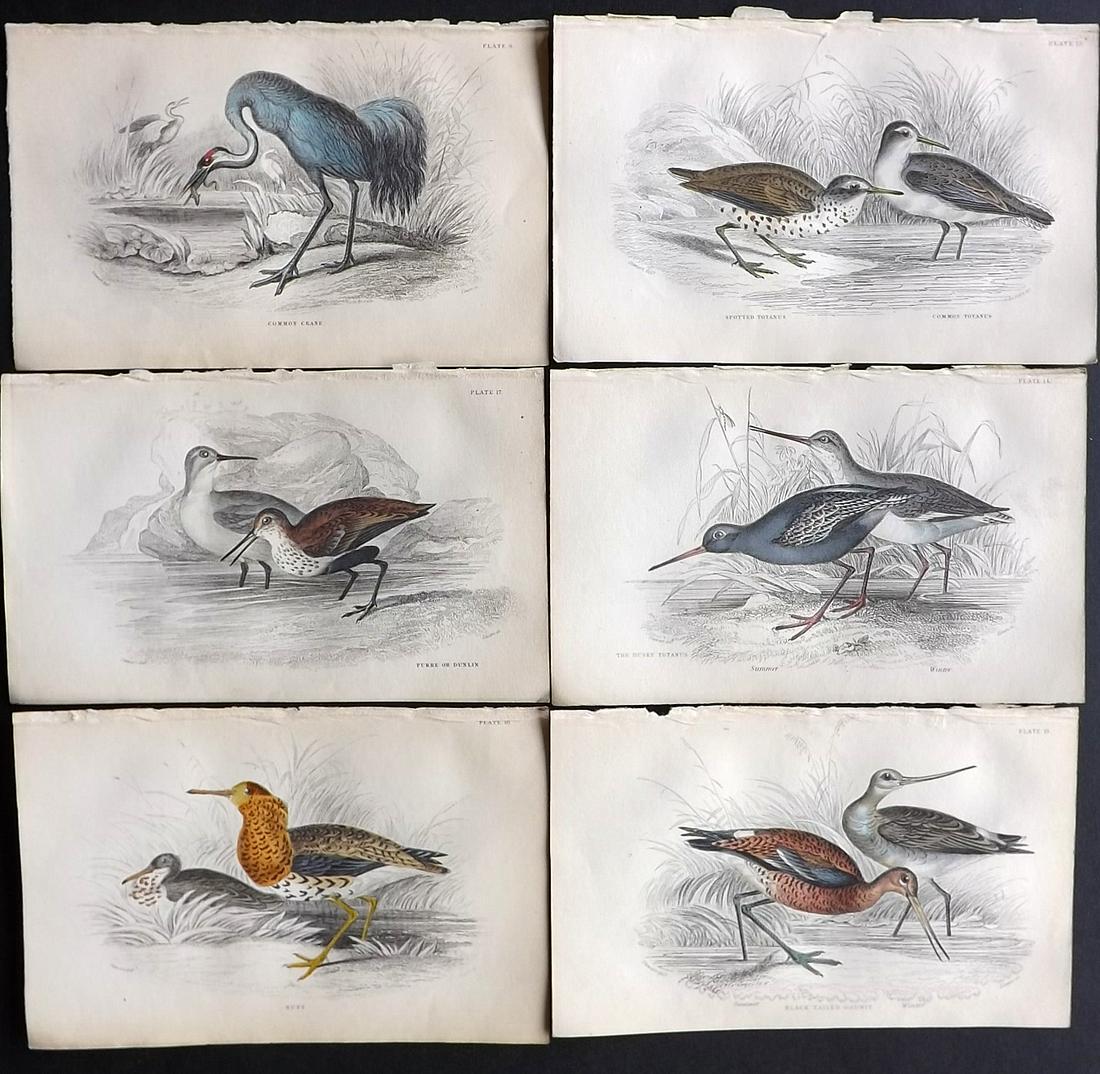 Jardine, William 1837 Lot of 6 Hand Col Bird Prints (1 of 2)