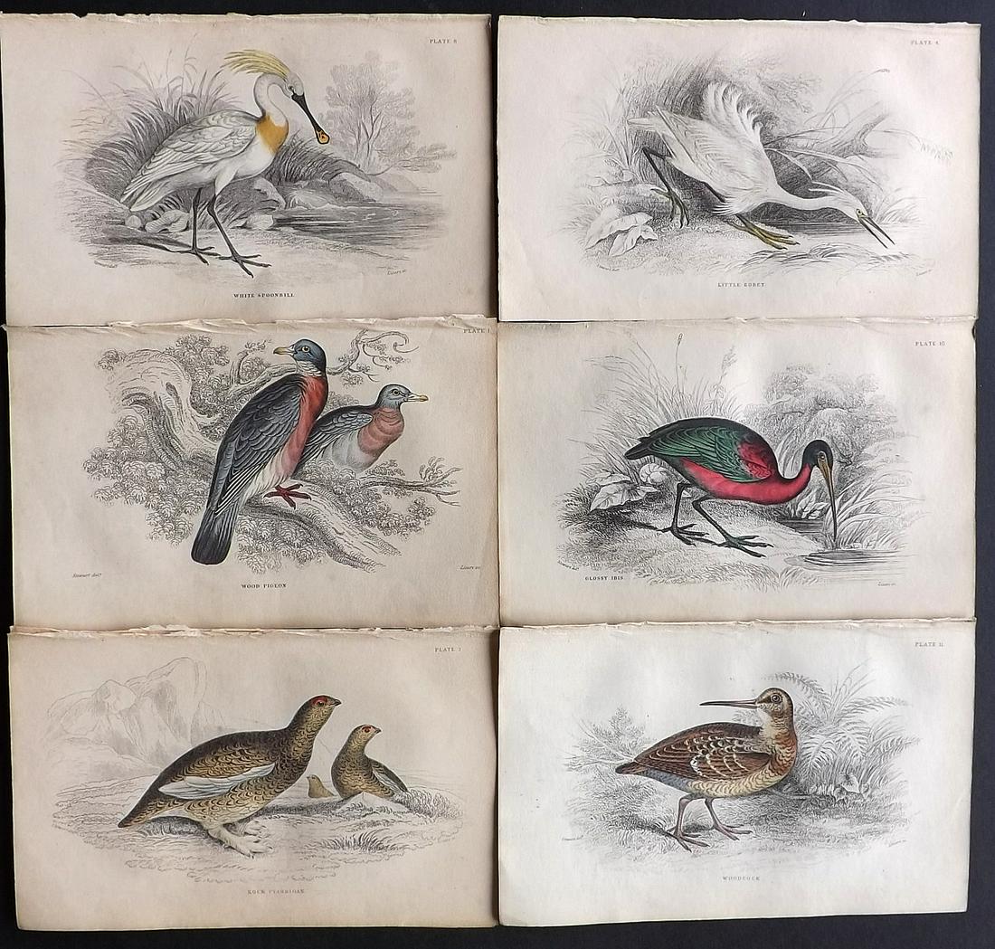 Jardine, William 1837 Lot of 6 Hand Col Bird Prints (1 of 2)