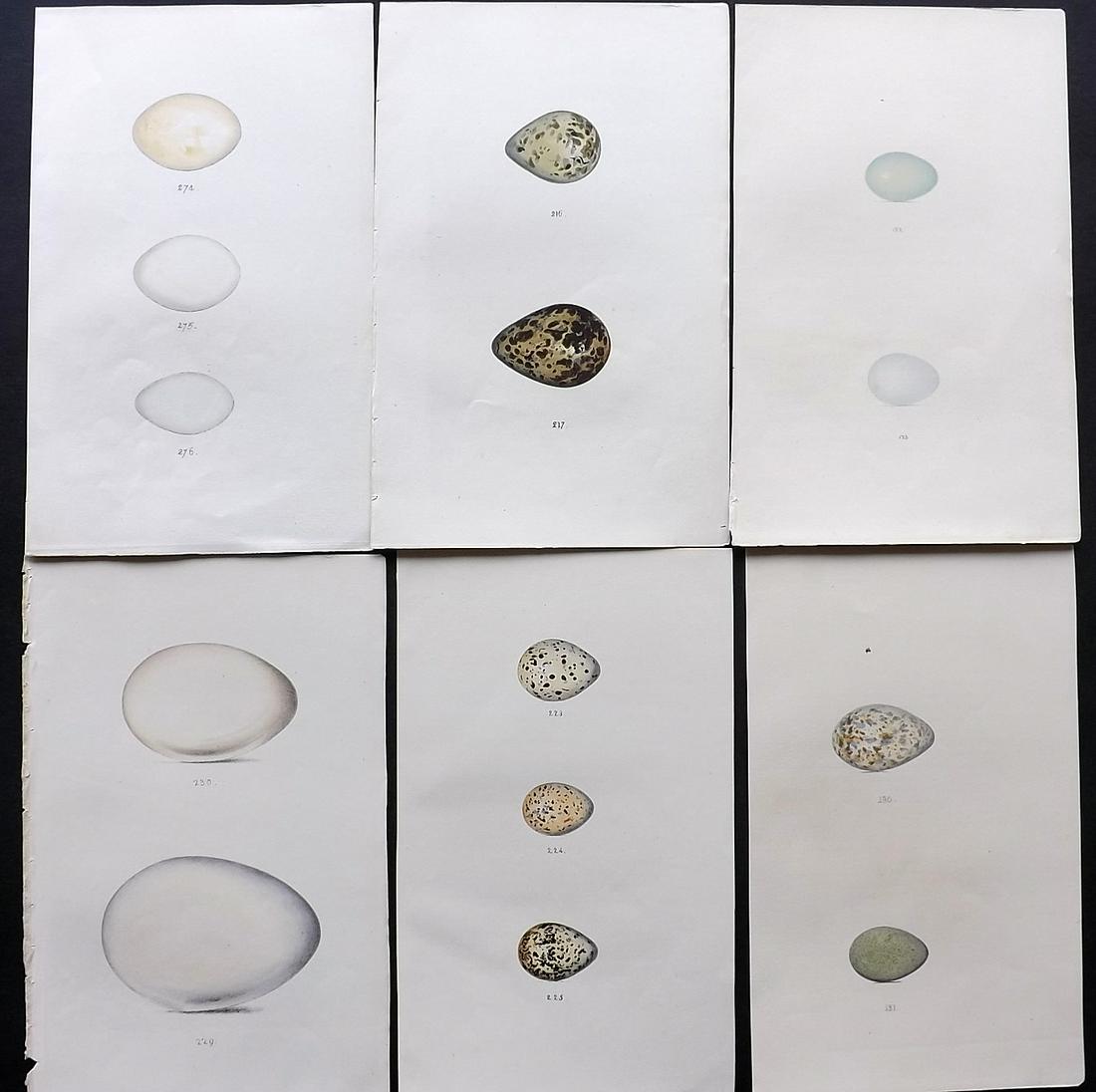 Meyer, Henry 1857 Lot of 6 Hand Col Bird Egg Prints: Hand Colored Lithographs Published 1853-57, London for "Coloured Illustrations of British Birds and Their Eggs" by Henry Leonard Meyer. Paper Size: 8.5 x 5 inch (22 x 13cm) Good Condition