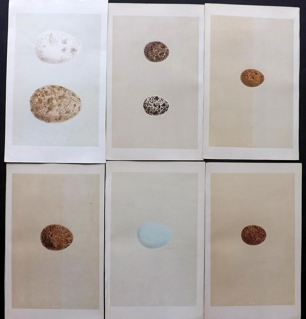 Morris, Francis 1856 Lot of 6 Antique Bird Egg Prints: Woodblocks Published 1853-56, London for "A Natural History of the Nests and Eggs of British Birds" First Edition By the Rev. F. O. Morris, printed Benjamin Fawcett. Printed in colours and finished by