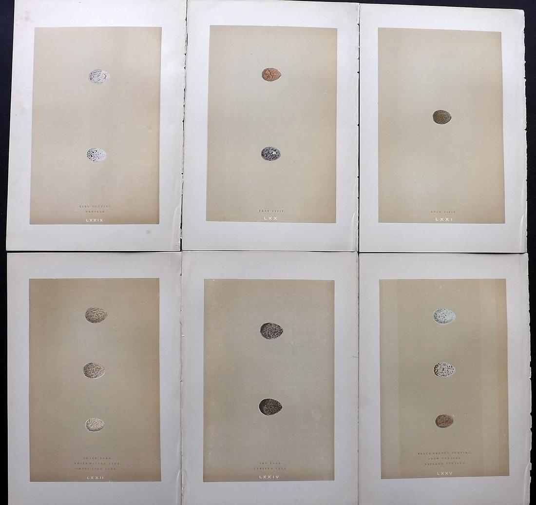 Morris, Francis 1896 Lot of 6 Antique Bird Egg Prints: Woodblocks Published 1896 by John C. Nimmo, London for "A Natural History of the Nests and Eggs of British Birds" By the Rev. Francis Orpen Morris, printed Benjamin Fawcett. Printed in colours and fin