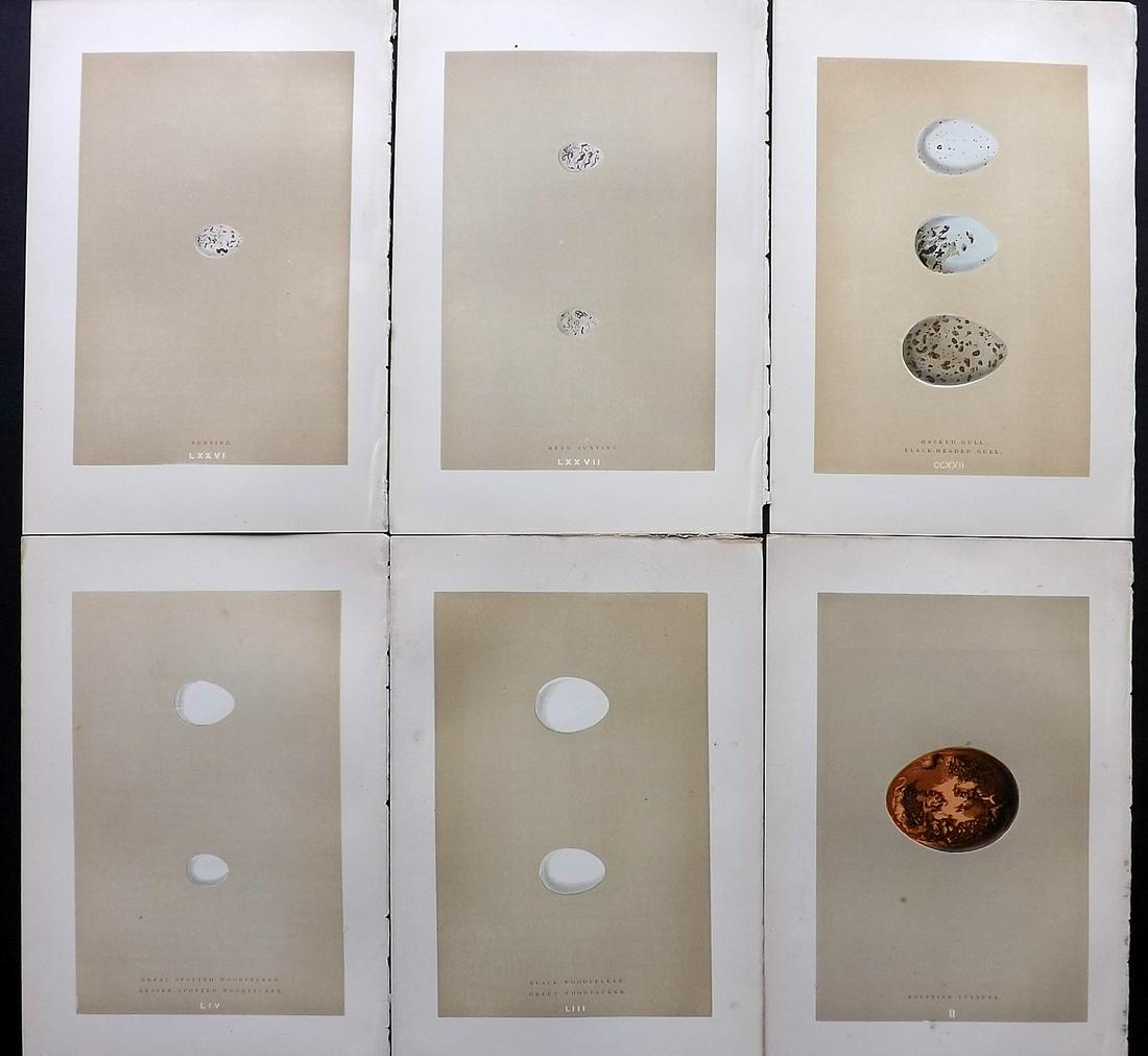 Morris, Francis 1896 Lot of 6 Antique Bird Egg Prints: Woodblocks Published 1896 by John C. Nimmo, London for "A Natural History of the Nests and Eggs of British Birds" By the Rev. Francis Orpen Morris, printed Benjamin Fawcett. Printed in colours and fin