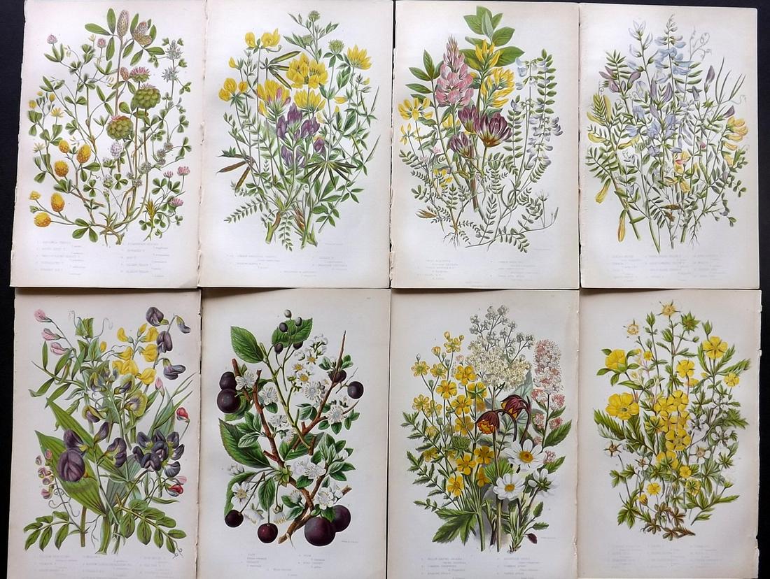 Pratt, Anne 1855 Lot of 8 Antique Botanical Prints: Color Printed Woodblocks Published 1855, London for "The Flowering Plants and Ferns of Great Britain" First Edition by Anne Pratt. Paper Size: 9 x 5.5 inch (23 x 14cm) Good Condition