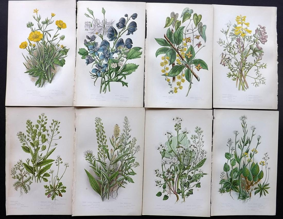 Pratt, Anne 1855 Lot of 8 Antique Botanical Prints: Color Printed Woodblocks Published 1855, London for "The Flowering Plants and Ferns of Great Britain" First Edition by Anne Pratt. Paper Size: 9 x 5.5 inch (23 x 14cm) Good Condition