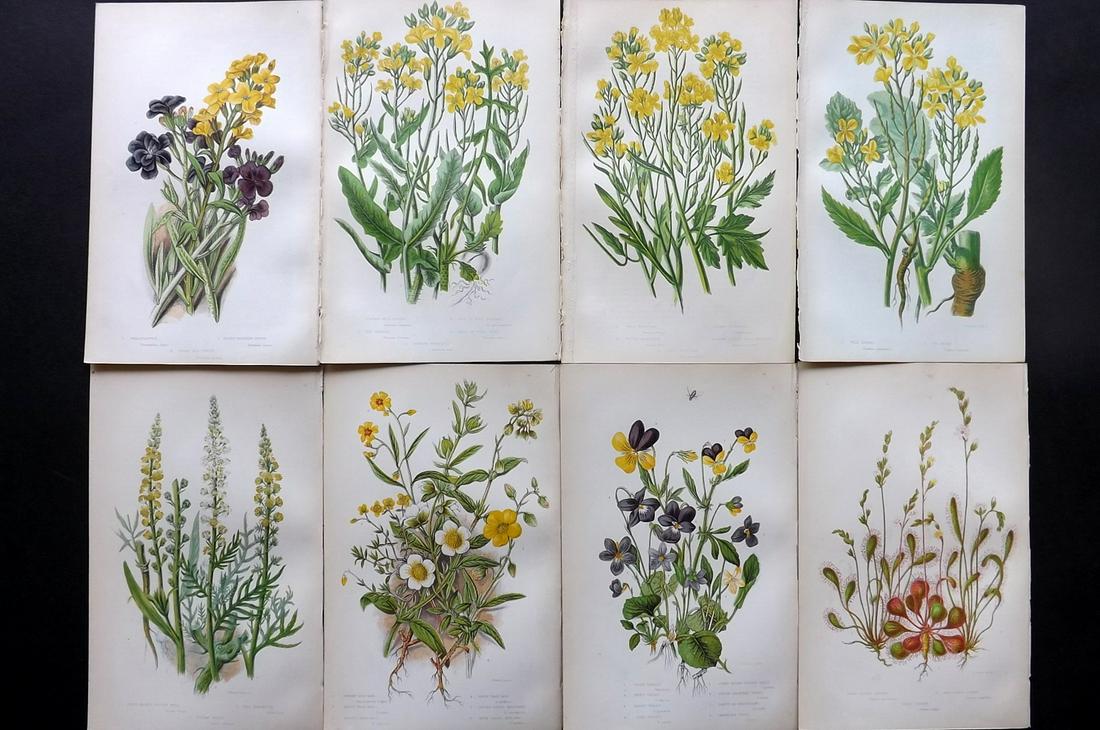 Pratt, Anne 1855 Lot of 8 Antique Botanical Prints: Color Printed Woodblocks Published 1855, London for "The Flowering Plants and Ferns of Great Britain" First Edition by Anne Pratt. Paper Size: 9 x 5.5 inch (23 x 14cm) Good Condition