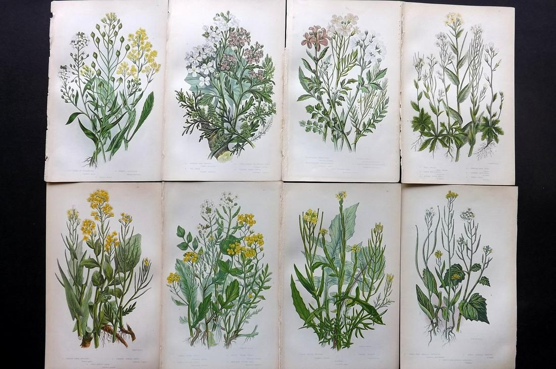 Pratt, Anne 1855 Lot of 8 Antique Botanical Prints: Color Printed Woodblocks Published 1855, London for "The Flowering Plants and Ferns of Great Britain" First Edition by Anne Pratt. Paper Size: 9 x 5.5 inch (23 x 14cm) Good Condition