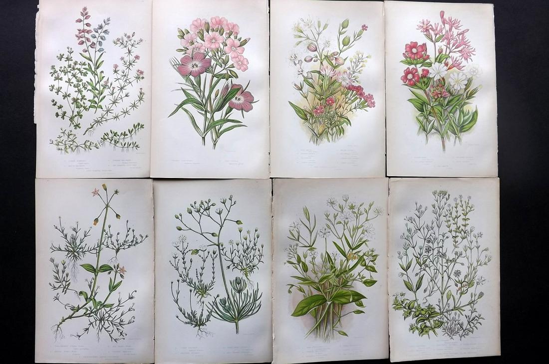 Pratt, Anne 1855 Lot of 8 Antique Botanical Prints: Color Printed Woodblocks Published 1855, London for "The Flowering Plants and Ferns of Great Britain" First Edition by Anne Pratt. Paper Size: 9 x 5.5 inch (23 x 14cm) Good Condition