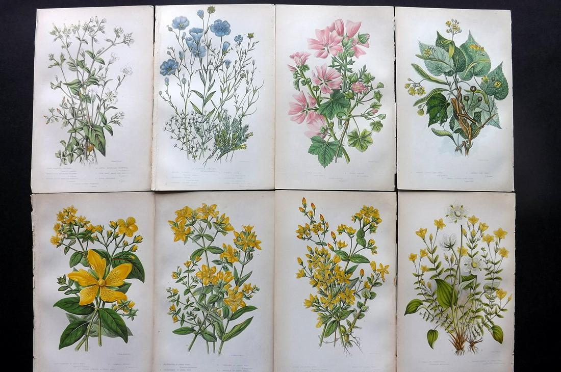 Pratt, Anne 1855 Lot of 8 Antique Botanical Prints: Color Printed Woodblocks Published 1855, London for "The Flowering Plants and Ferns of Great Britain" First Edition by Anne Pratt. Paper Size: 9 x 5.5 inch (23 x 14cm) Good Condition