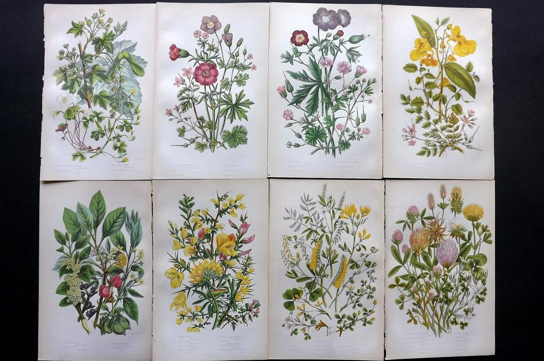 Pratt, Anne 1855 Lot of 8 Antique Botanical Prints: Color Printed Woodblocks Published 1855, London for "The Flowering Plants and Ferns of Great Britain" First Edition by Anne Pratt. Paper Size: 9 x 5.5 inch (23 x 14cm) Good Condition