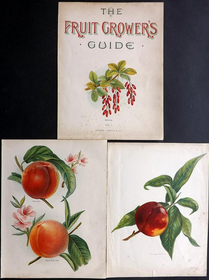 Wright, John 1890's Lot of 3 Fruit Prints First Edition (1 of 2)