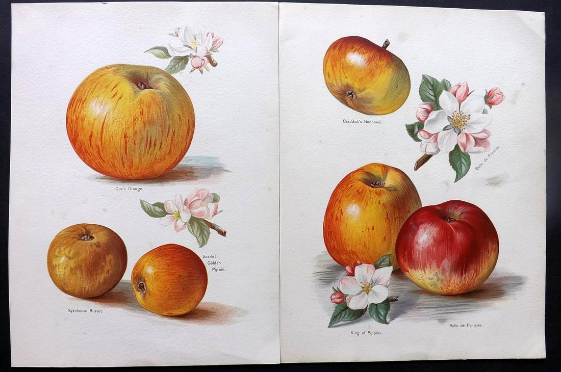 Wright, John 1890's Pair of Fruit Prints. First Edition: Chromolithographs Published 1890-4 by J.S. Virtue & Co, London for "The Fruit Growers Guide" First Edition by John Wright. Paper Size: 11 x 8.5 inch (28 x 22cm) Minor tone spotting in parts, otherwise