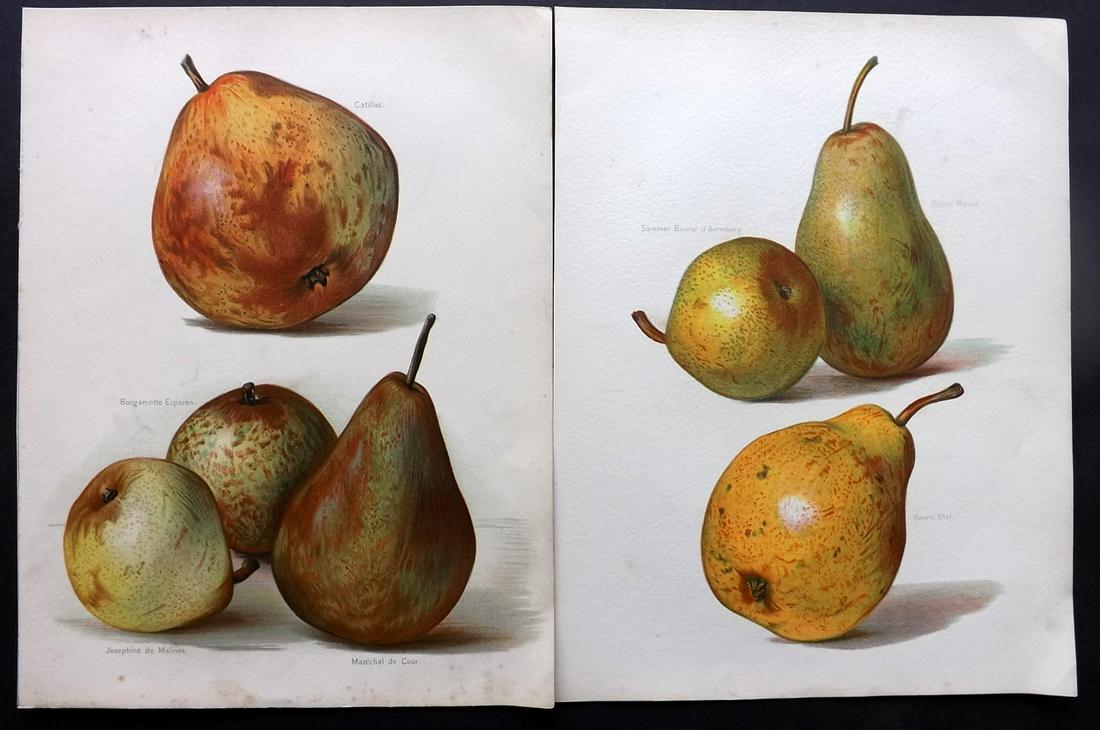 Wright, John 1890's Pair of Fruit Prints. First Edition (1 of 2)