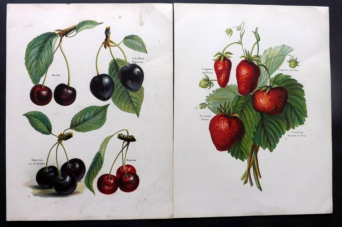 Wright, John 1890's Pair of Fruit Prints. First Edition: Chromolithographs Published 1890-4 by J.S. Virtue & Co, London for "The Fruit Growers Guide" First Edition by John Wright. Paper Size: 11 x 8.5 inch (28 x 22cm) Minor tone spotting in parts, otherwise