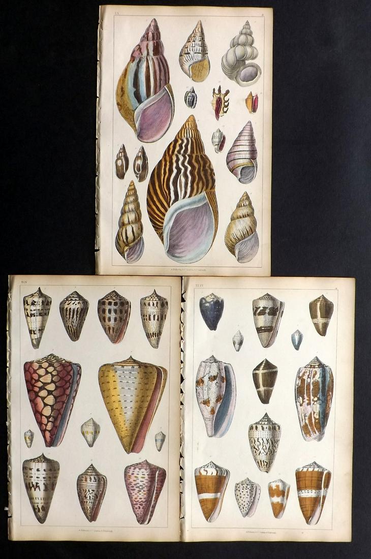Goldsmith, Oliver 1850 Lot of 3 Hand Col Shell Prints (1 of 2)