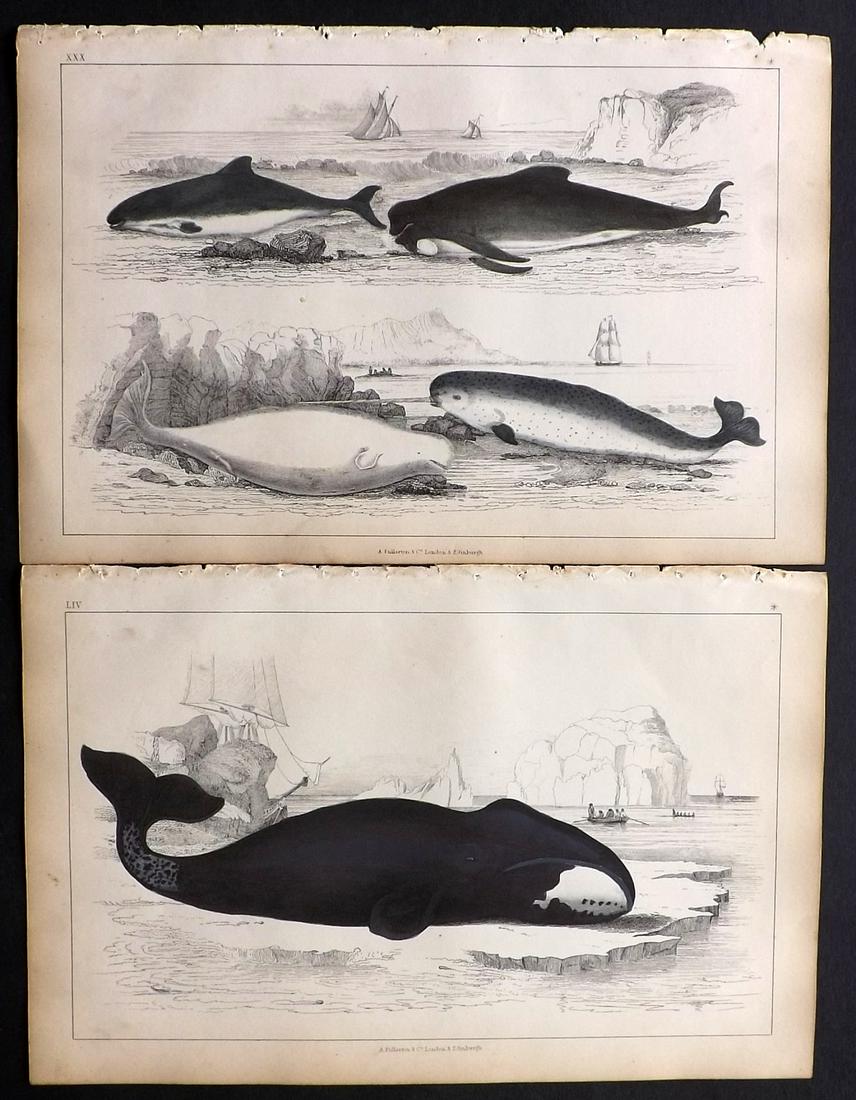 Goldsmith, Oliver 1850 Pair HC Prints. Whales, Dolphin: Hand Coloured Etchings/Engravings Published 1850 by A. Fullarton & Co., London for "A History of the Earth and Animated Nature" by Oliver Goldsmith. Paper Size: 10 x 6 inch (25 x 16cm) Good Condition