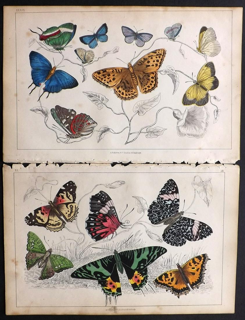 Goldsmith, Oliver 1850 Pair of HC Prints. Butterflies (1 of 2)