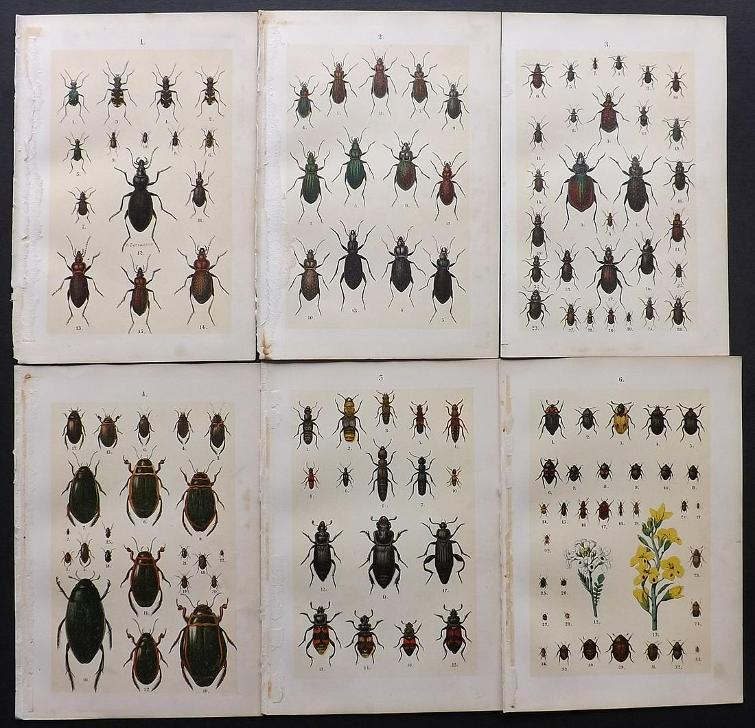 Hofmann & Kirby 1897 Lot of 6 Beetle Prints. Insects: Chromolithographs Published 1897, London for "The Young Beetle-Collectors Handbook" by Dr. E. Hofmann. Illustrated by William Kirby. Paper Size: 7.5 x 5 inch (19 x 13cm) Minor margin faults, images fi