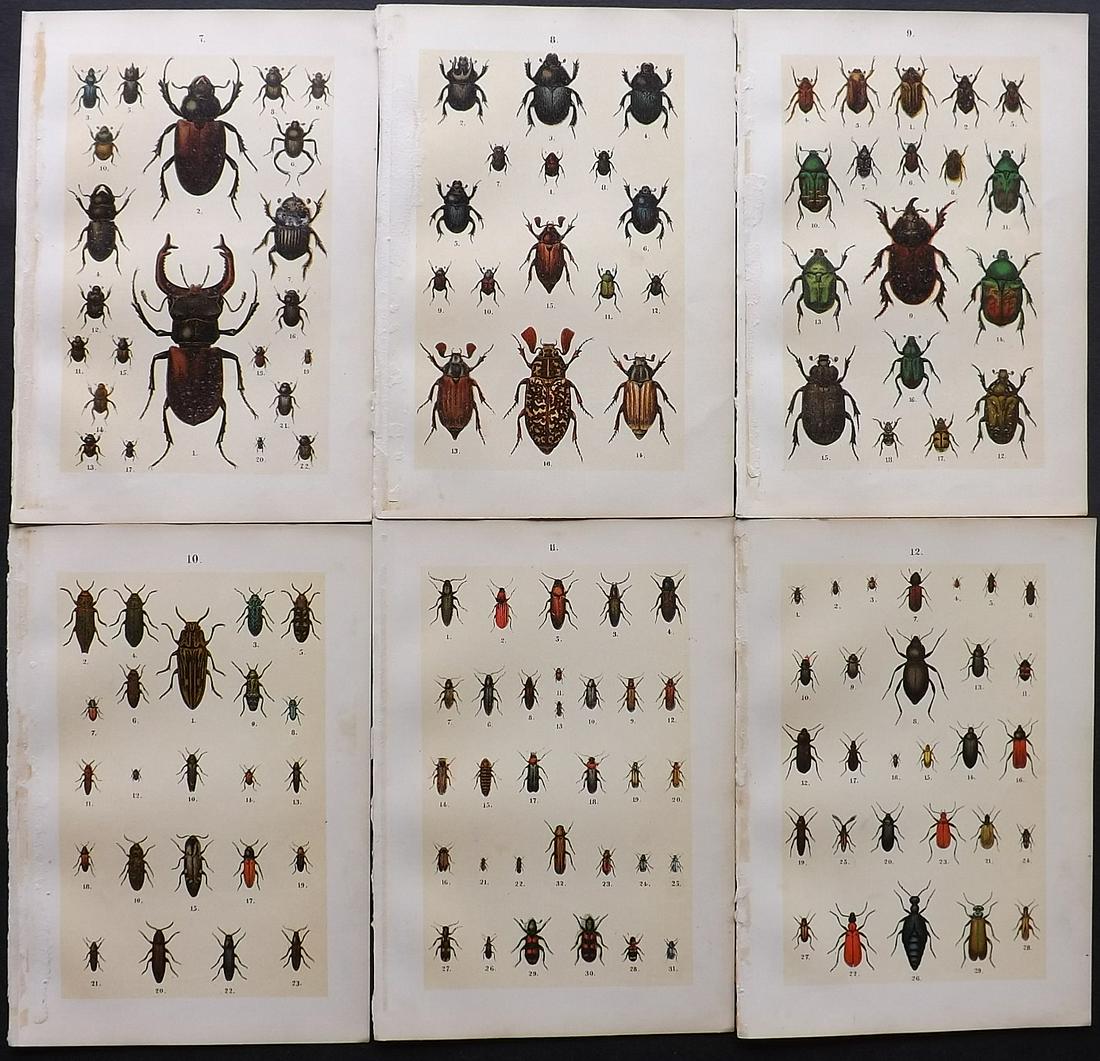 Hofmann & Kirby 1897 Lot of 6 Beetle Prints. Insects: Chromolithographs Published 1897, London for "The Young Beetle-Collectors Handbook" by Dr. E. Hofmann. Illustrated by William Kirby. Paper Size: 7.5 x 5 inch (19 x 13cm) Minor margin faults, images fi