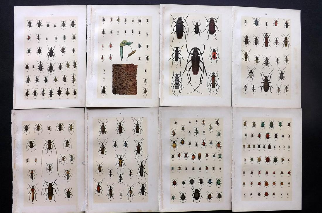 Hofmann & Kirby 1897 Lot of 8 Beetle Prints. Insects: Chromolithographs Published 1897, London for "The Young Beetle-Collectors Handbook" by Dr. E. Hofmann. Illustrated by William Kirby. Paper Size: 7.5 x 5 inch (19 x 13cm) Minor margin faults, images fi