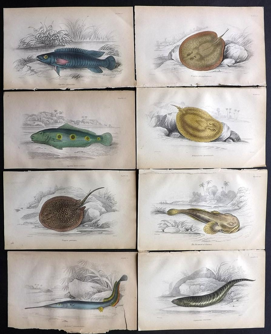Jardine, William 1885 Lot of 8 HCol Prints. Fish (1 of 2)