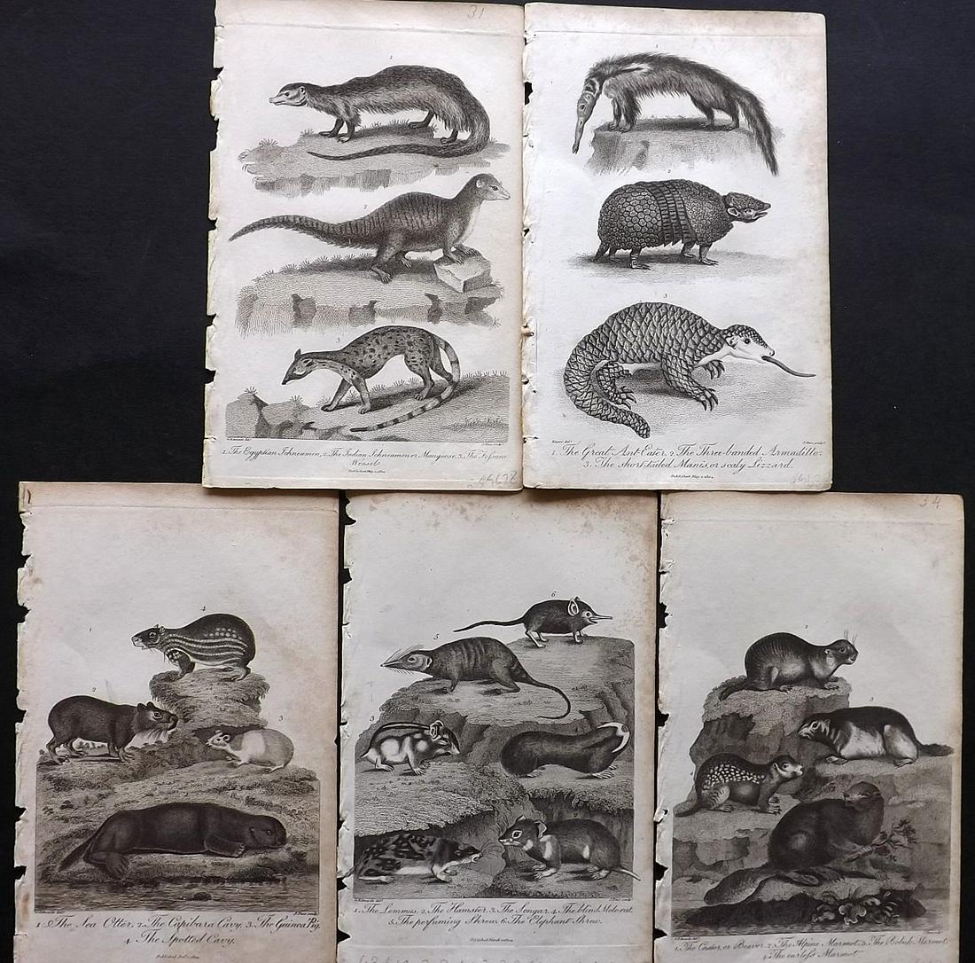 Linnaeus & Sibly 1800s Lot of 5 Prints. Rodents: Copper Plate Published 1794-1810, London for "A Genuine and Universal System of Natural History" by Carl Linnaeus and Ebenezer Sibly. Illustrated after George Edwards, Bloch, Knorr, Buffon and others.