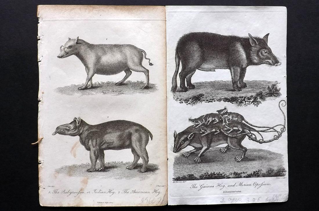 Linnaeus & Sibly 1800s Pair of Prints. Hogs: Copper Plate Published 1794-1810, London for "A Genuine and Universal System of Natural History" by Carl Linnaeus and Ebenezer Sibly. Illustrated after George Edwards, Bloch, Knorr, Buffon and others.