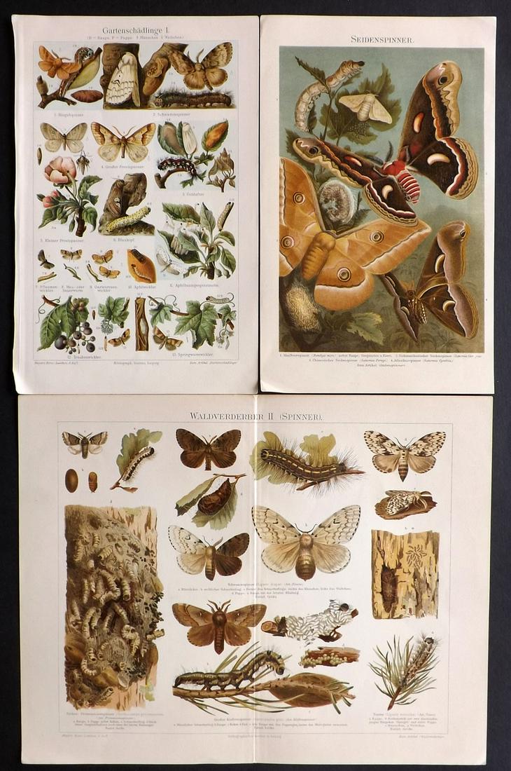 Meyer, Joseph 1890s Lot of 3 Butterfly Prints: Chromolithographs Published 1893-97, Leipzig for "Meyers Konversations-Lexikon" by Joseph Meyer et al. Paper Size: Up to 10 x 6 inch (25 x 16cm) Good Condition