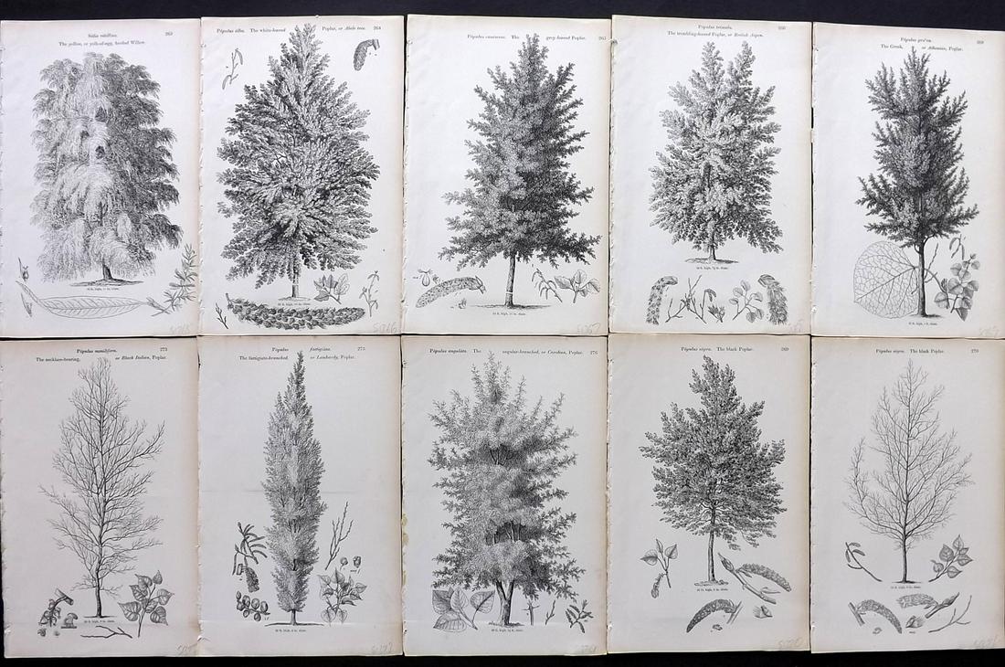 Loudon, John 1844 Lot of 10 Antique Tree Prints (1 of 2)