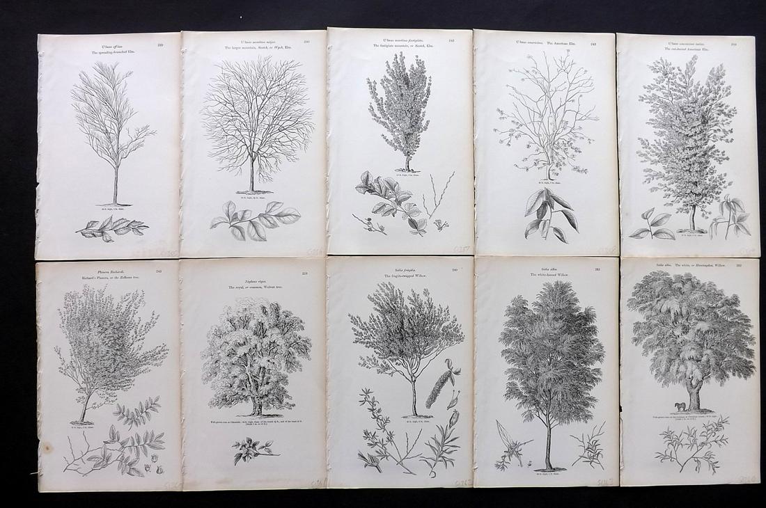 Loudon, John 1844 Lot of 10 Antique Tree Prints: Woodblocks Published 1844, London for "Arboretum et Fruticetum Britannicum; or, The Trees and Shrubs of Britain" by John Claudius Loudon. Good Paper, reverse side blank. Paper Size: 8.5 x 5.5 inch (22