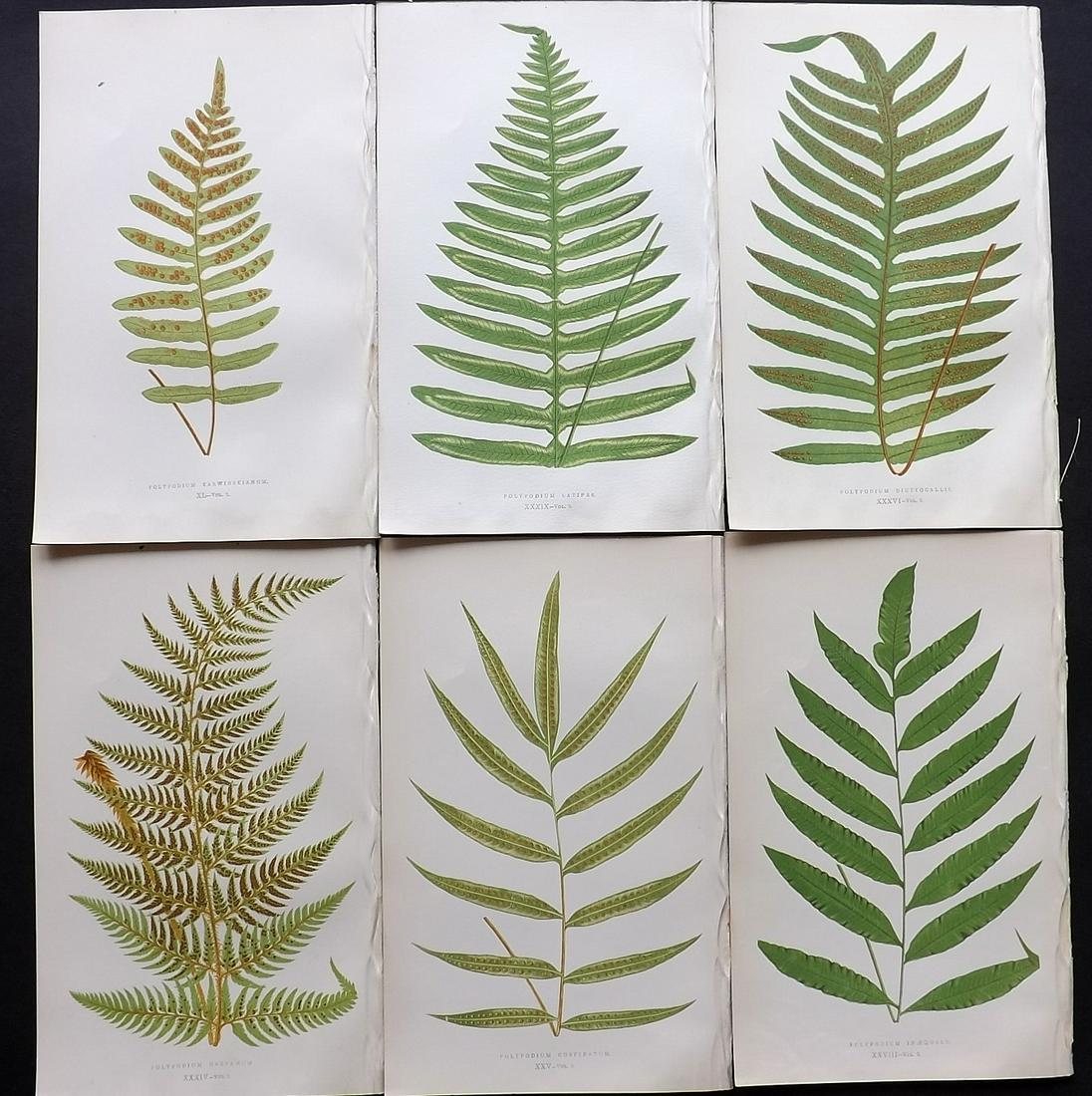 Lowe, Edward 1857 Lot of 6 Antique Fern Prints: Woodblocks Published 1856-62 by Groombridge and Sons, London for "Ferns: British and Exotic" by Edward Lowe. Illustrated by A.F. Lydon. Printed by Benjamin Fawcett. Paper Size: 10 x 6 inch (25 x 15cm)