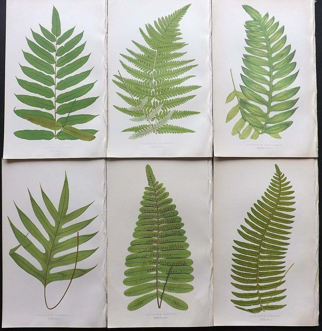 Lowe, Edward 1857 Lot of 6 Antique Fern Prints: Woodblocks Published 1856-62 by Groombridge and Sons, London for "Ferns: British and Exotic" by Edward Lowe. Illustrated by A.F. Lydon. Printed by Benjamin Fawcett. Paper Size: 10 x 6 inch (25 x 15cm)