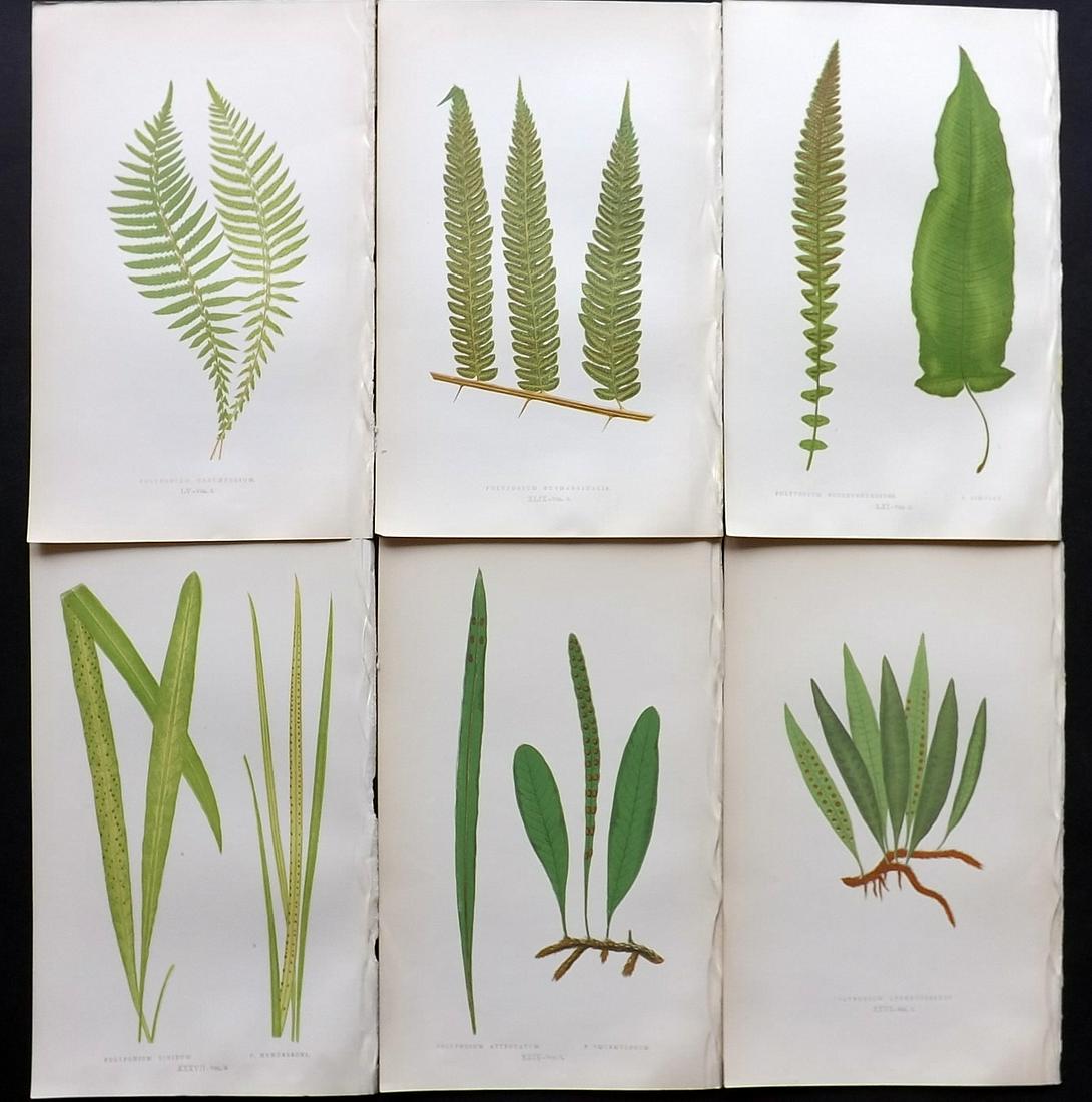 Lowe, Edward 1857 Lot of 6 Antique Fern Prints: Woodblocks Published 1856-62 by Groombridge and Sons, London for "Ferns: British and Exotic" by Edward Lowe. Illustrated by A.F. Lydon. Printed by Benjamin Fawcett. Paper Size: 10 x 6 inch (25 x 15cm)