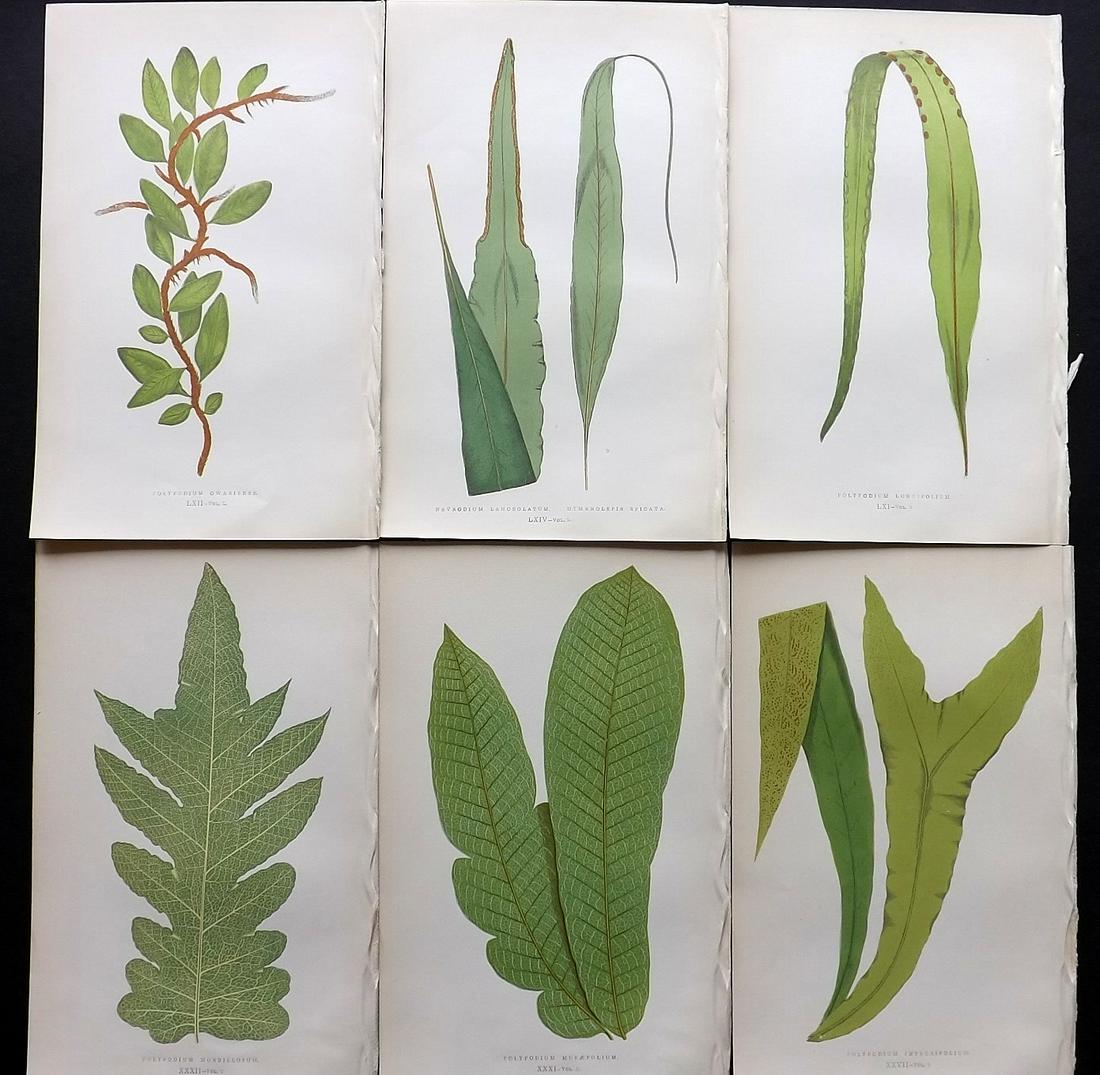 Lowe, Edward 1857 Lot of 6 Antique Fern Prints: Woodblocks Published 1856-62 by Groombridge and Sons, London for "Ferns: British and Exotic" by Edward Lowe. Illustrated by A.F. Lydon. Printed by Benjamin Fawcett. Paper Size: 10 x 6 inch (25 x 15cm)