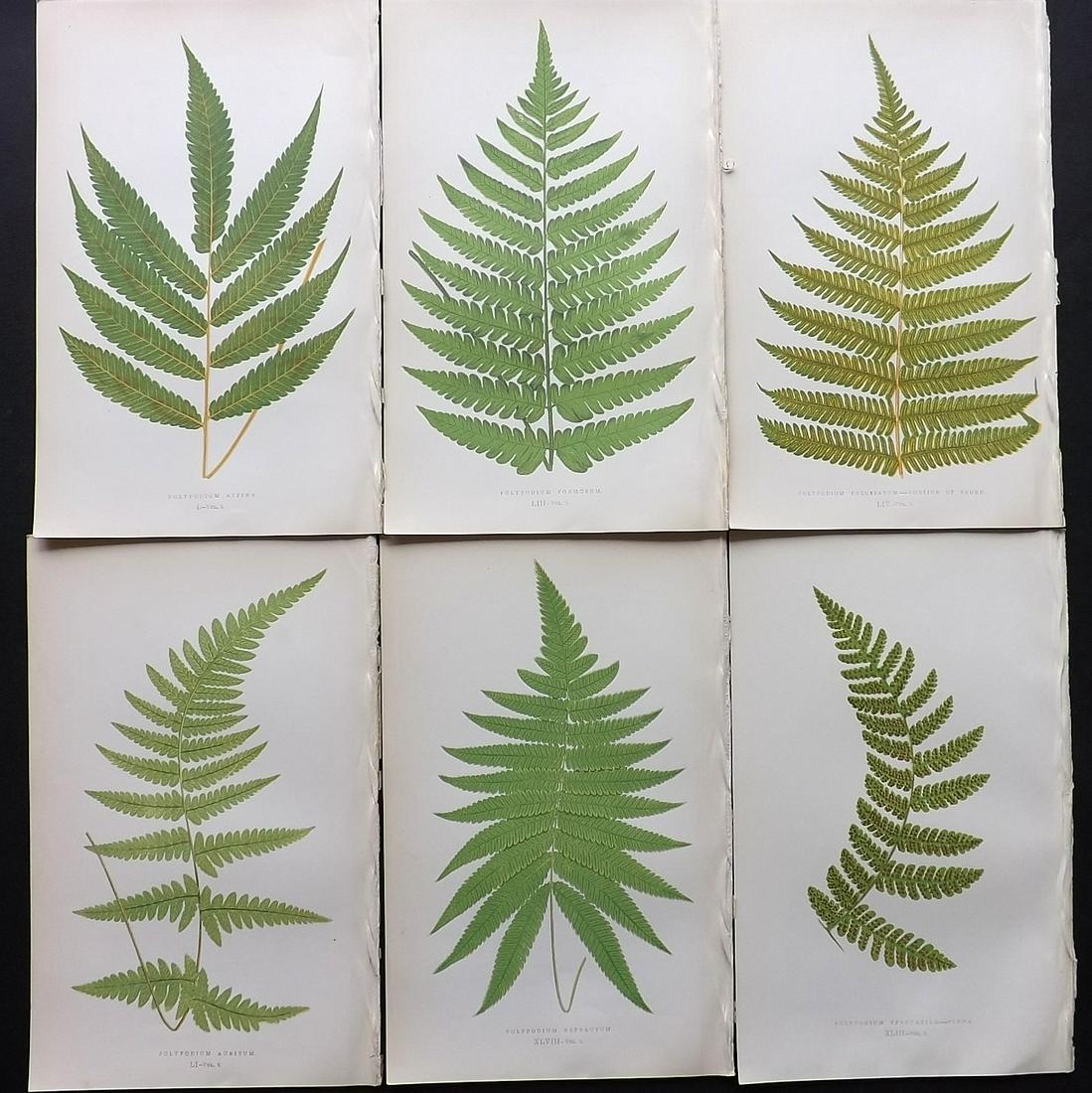 Lowe, Edward 1857 Lot of 6 Antique Fern Prints: Woodblocks Published 1856-62 by Groombridge and Sons, London for "Ferns: British and Exotic" by Edward Lowe. Illustrated by A.F. Lydon. Printed by Benjamin Fawcett. Paper Size: 10 x 6 inch (25 x 15cm)