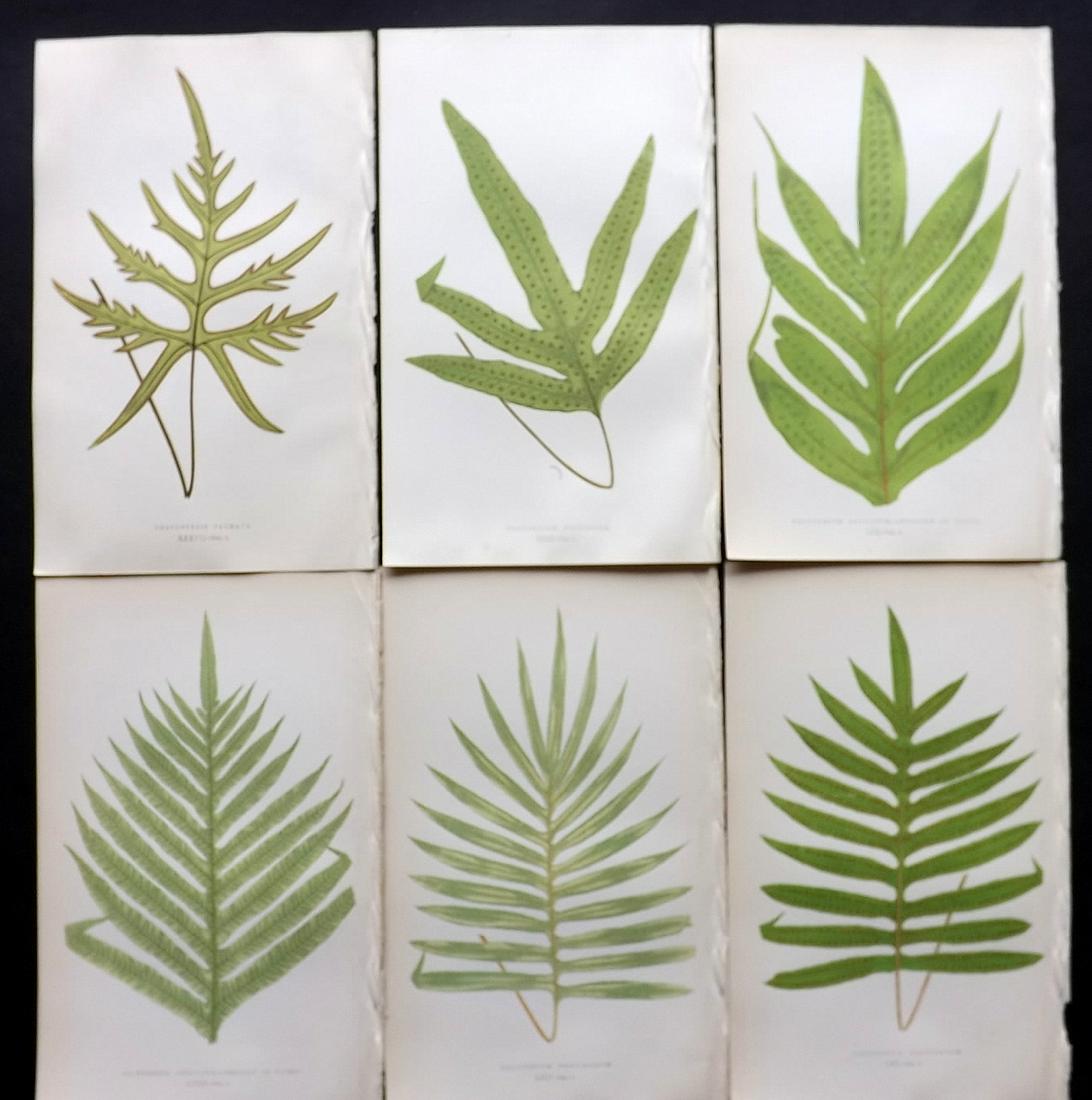 Lowe, Edward 1857 Lot of 6 Antique Fern Prints: Woodblocks Published 1856-62 by Groombridge and Sons, London for "Ferns: British and Exotic" by Edward Lowe. Illustrated by A.F. Lydon. Printed by Benjamin Fawcett. Paper Size: 10 x 6 inch (25 x 15cm)