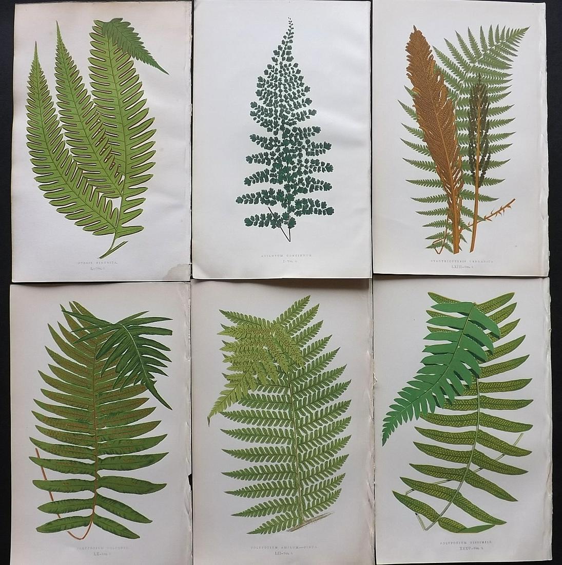 Lowe, Edward 1857 Lot of 6 Antique Fern Prints: Woodblocks Published 1856-62 by Groombridge and Sons, London for "Ferns: British and Exotic" by Edward Lowe. Illustrated by A.F. Lydon. Printed by Benjamin Fawcett. Paper Size: 10 x 6 inch (25 x 15cm)