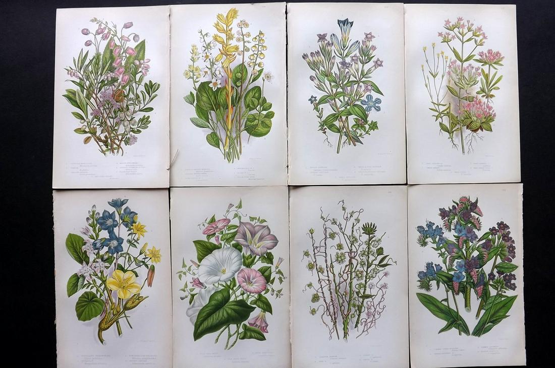 Pratt, Anne 1855 Lot of 8 Antique Botanical Prints: Color Printed Woodblocks Published 1855, London for "The Flowering Plants and Ferns of Great Britain" First Edition by Anne Pratt. Paper Size: 9 x 5.5 inch (23 x 14cm) Good Condition