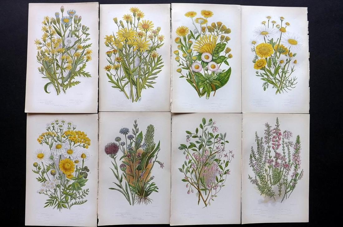 Pratt, Anne 1855 Lot of 8 Antique Botanical Prints: Color Printed Woodblocks Published 1855, London for "The Flowering Plants and Ferns of Great Britain" First Edition by Anne Pratt. Paper Size: 9 x 5.5 inch (23 x 14cm) Good Condition