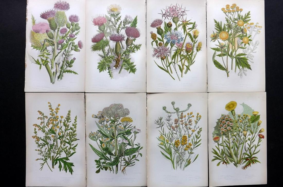 Pratt, Anne 1855 Lot of 8 Antique Botanical Prints: Color Printed Woodblocks Published 1855, London for "The Flowering Plants and Ferns of Great Britain" First Edition by Anne Pratt. Paper Size: 9 x 5.5 inch (23 x 14cm) Good Condition