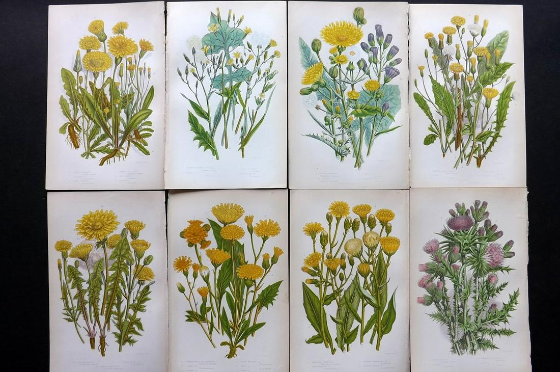 Pratt, Anne 1855 Lot of 8 Antique Botanical Prints: Color Printed Woodblocks Published 1855, London for "The Flowering Plants and Ferns of Great Britain" First Edition by Anne Pratt. Paper Size: 9 x 5.5 inch (23 x 14cm) Good Condition