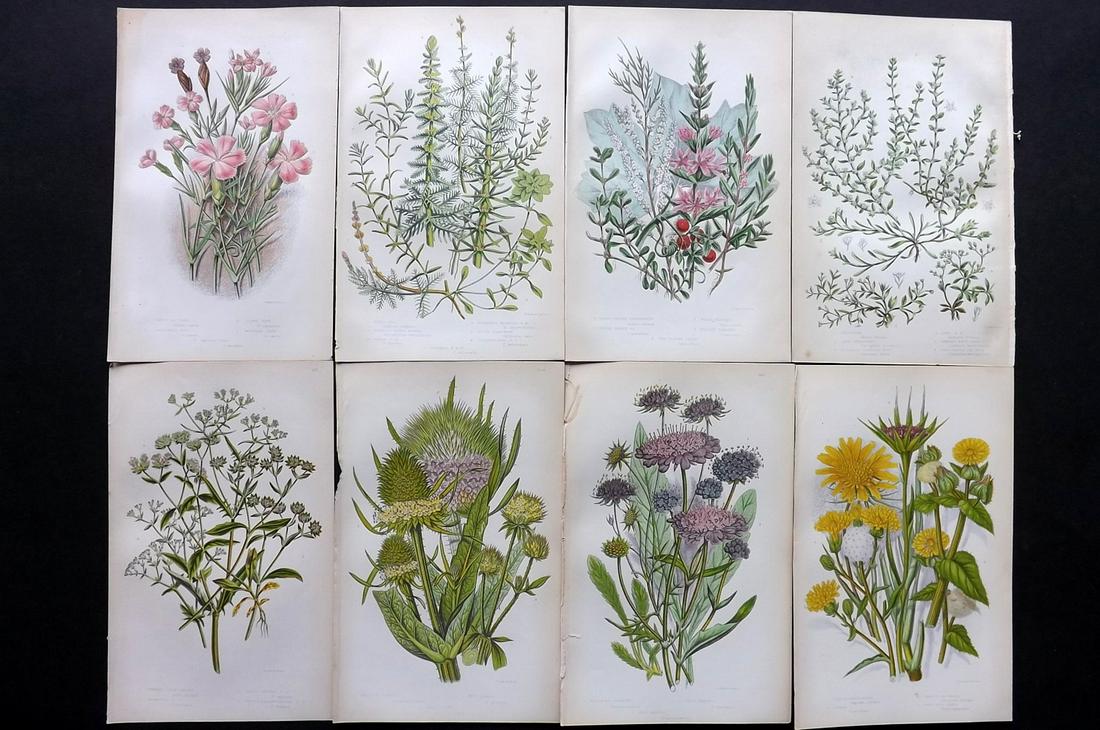 Pratt, Anne 1855 Lot of 8 Antique Botanical Prints: Color Printed Woodblocks Published 1855, London for "The Flowering Plants and Ferns of Great Britain" First Edition by Anne Pratt. Paper Size: 9 x 5.5 inch (23 x 14cm) Good Condition