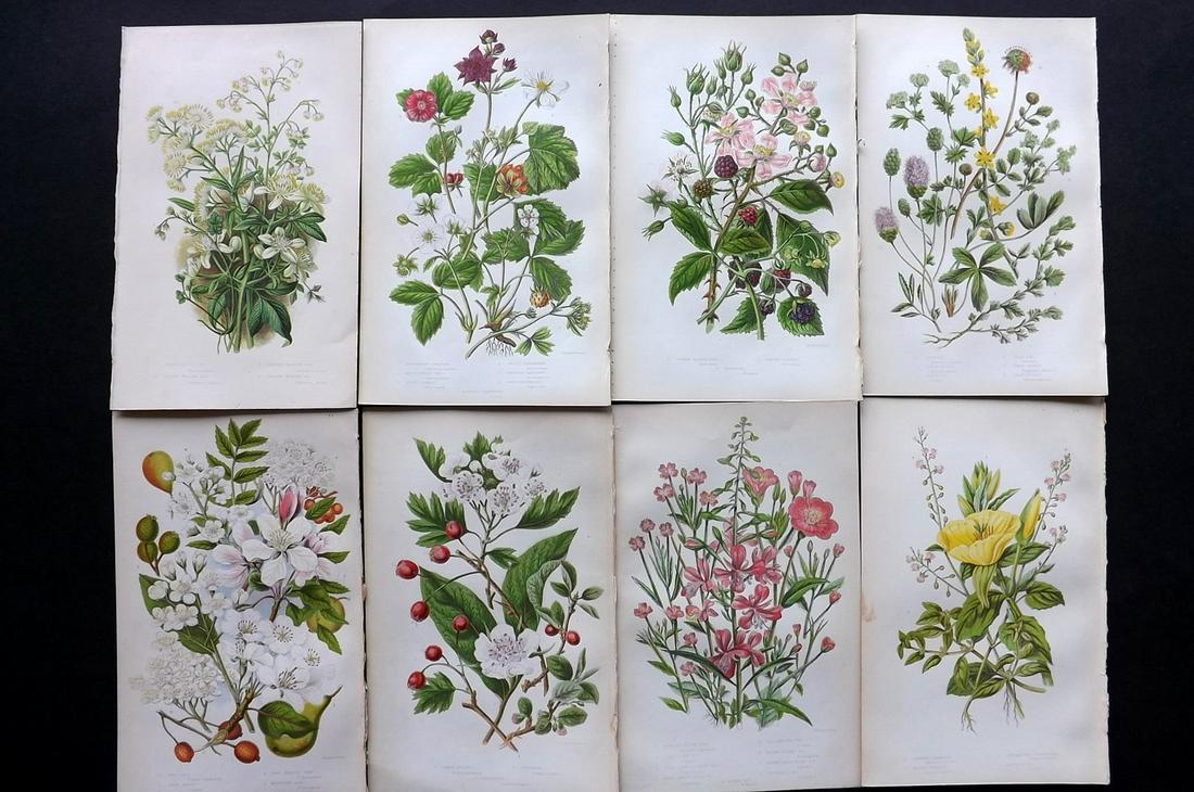 Pratt, Anne 1855 Lot of 8 Antique Botanical Prints: Color Printed Woodblocks Published 1855, London for "The Flowering Plants and Ferns of Great Britain" First Edition by Anne Pratt. Paper Size: 9 x 5.5 inch (23 x 14cm) Good Condition
