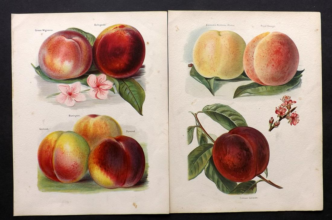 Wright, John 1890's Pair of Fruit Prints. First Edition: Chromolithographs Published 1890-4 by J.S. Virtue & Co, London for "The Fruit Growers Guide" First Edition by John Wright. Paper Size: 11 x 8.5 inch (28 x 22cm) Minor tone spotting in parts, otherwise