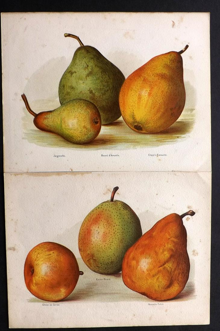 Wright, John 1890's Pair of Fruit Prints. First Edition: Chromolithographs Published 1890-4 by J.S. Virtue & Co, London for "The Fruit Growers Guide" First Edition by John Wright. Paper Size: 11 x 8.5 inch (28 x 22cm) Minor tone spotting in parts, otherwise