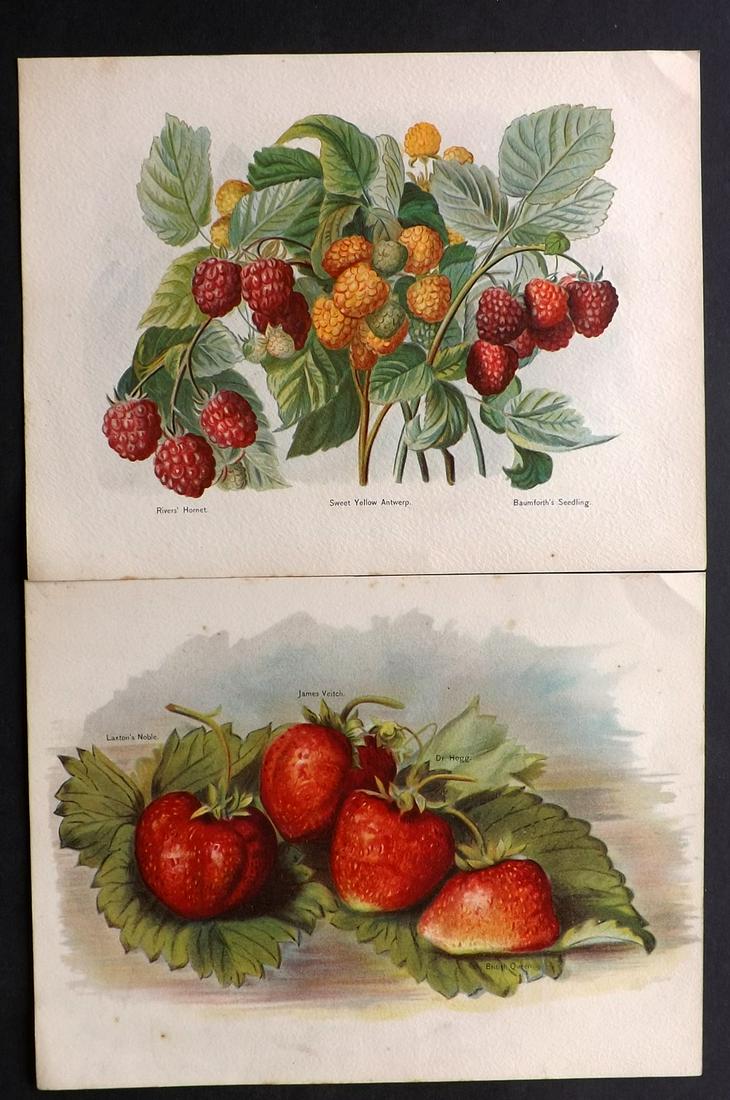Wright, John 1890's Pair of Fruit Prints. First Edition: Chromolithographs Published 1890-4 by J.S. Virtue & Co, London for "The Fruit Growers Guide" First Edition by John Wright. Paper Size: 11 x 8.5 inch (28 x 22cm) Minor tone spotting in parts, otherwise