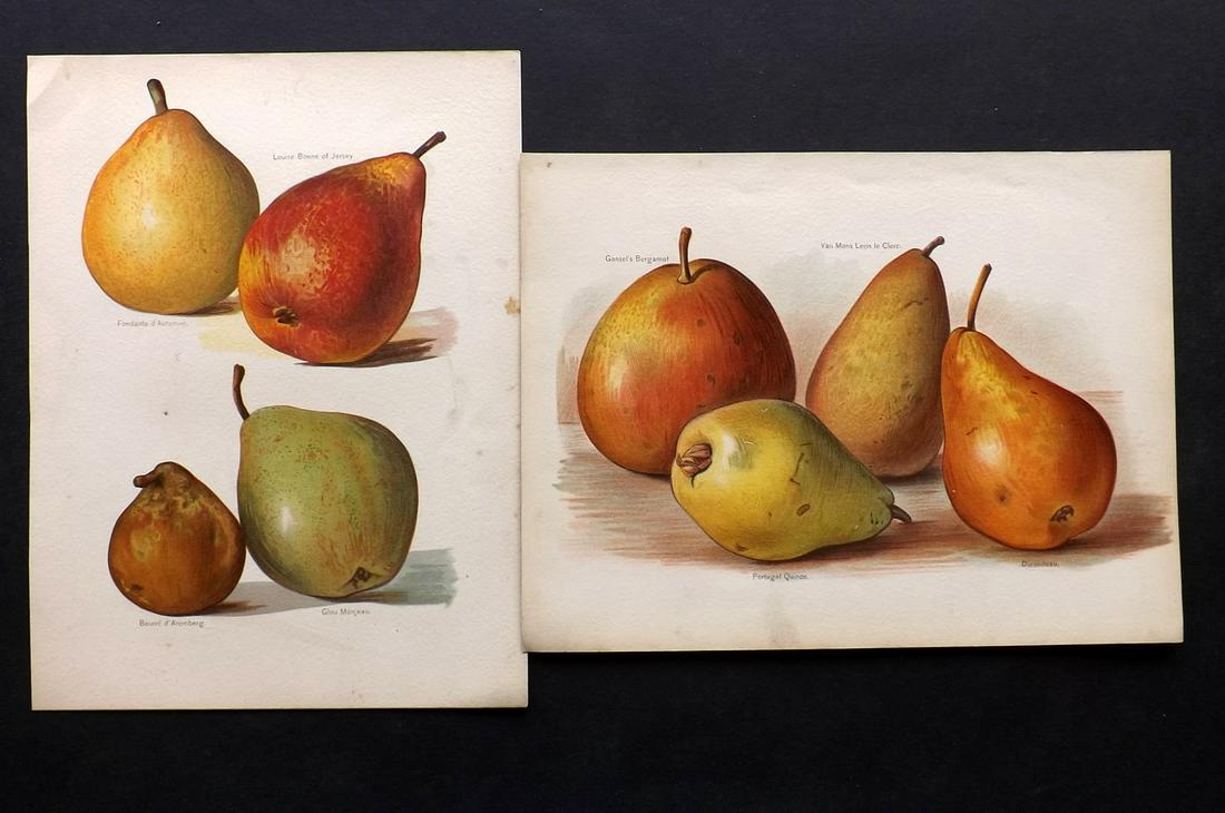 Wright, John 1890's Pair of Fruit Prints. First Edition: Chromolithographs Published 1890-4 by J.S. Virtue & Co, London for "The Fruit Growers Guide" First Edition by John Wright. Paper Size: 11 x 8.5 inch (28 x 22cm) Minor tone spotting in parts, otherwise
