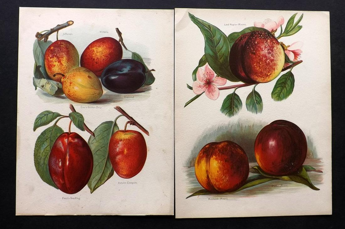 Wright, John 1890's Pair of Fruit Prints. First Edition: Chromolithographs Published 1890-4 by J.S. Virtue & Co, London for "The Fruit Growers Guide" First Edition by John Wright. Paper Size: 11 x 8.5 inch (28 x 22cm) Minor tone spotting in parts, otherwise